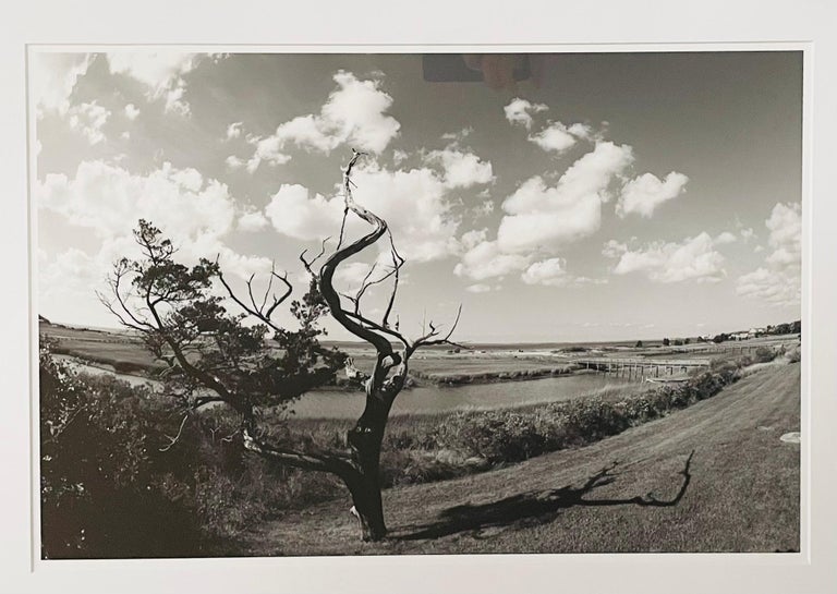 Impressionistic Photography Print of a Tree by Luciana Pampalone, Limited Edition