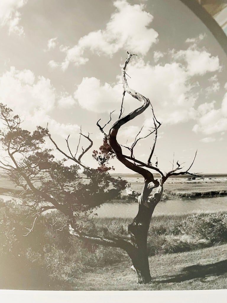 Impressionistic Photography Print of a Tree by Luciana Pampalone, Limited Edition