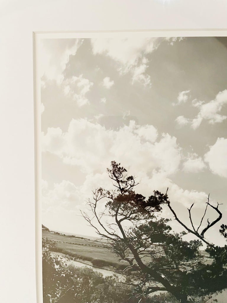 Impressionistic Photography Print of a Tree by Luciana Pampalone, Limited Edition