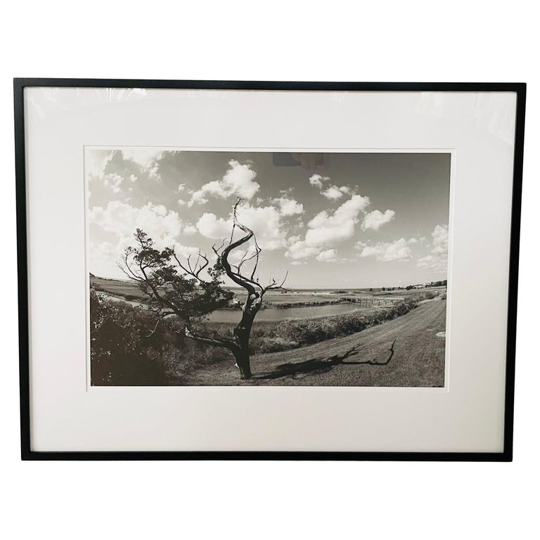 Impressionistic Photography Print of a Tree by Luciana Pampalone, Limited Edition